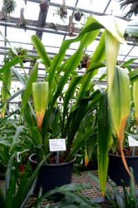 Pitcairnia wendlandii - Botanischer Garten - Heidelberg, Germany - DSC01244