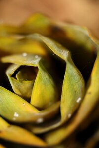Bamboo shoots soil dew