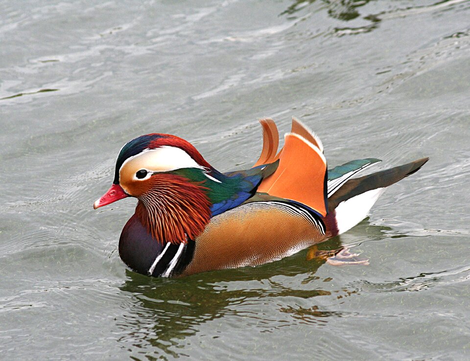 Colorful wildlife male