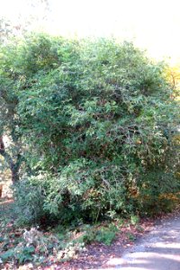 Pittosporum glabratum - Quarryhill Botanical Garden - DSC03228