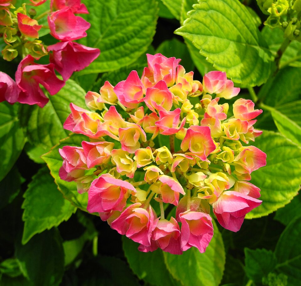 Flower garden shrub foliage