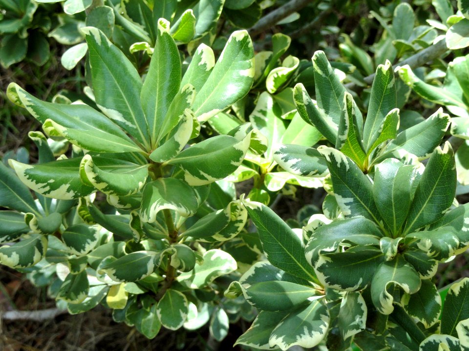 Pittosporum tobira - Jardim Botânico de Brasília - DSC09711
