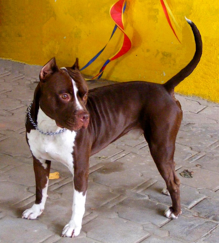 Pit Bull Red Nose-Tyson