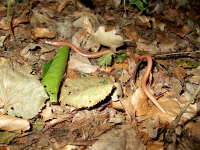 Piršenbreg Anguis fragilis