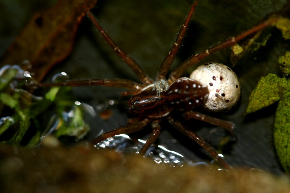 Pirata piscatorius - & eggball & offspring