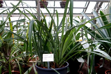 Pitcairnia sulphurea - Botanischer Garten - Heidelberg, Germany - DSC01227