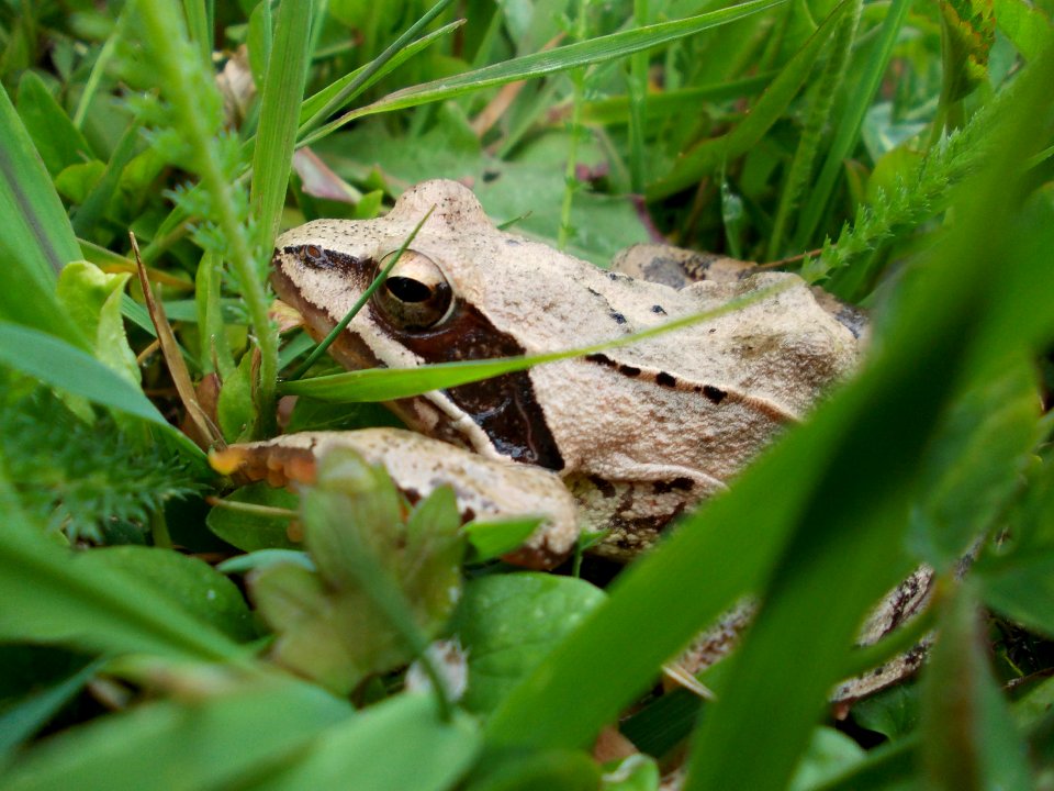 Piršenbreg Frog 2 01