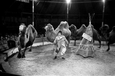 Pipo in het circus bij Toni Boltini, Bestanddeelnr 921-1049