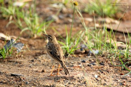 Pipit (182426137) photo