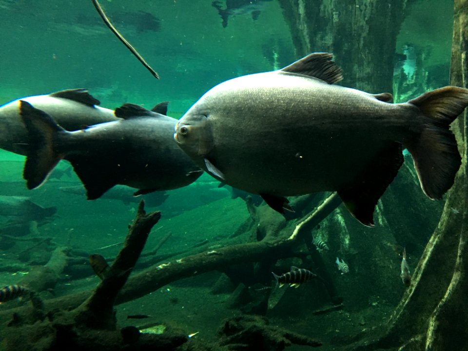 Pirarucús (Arapaima)