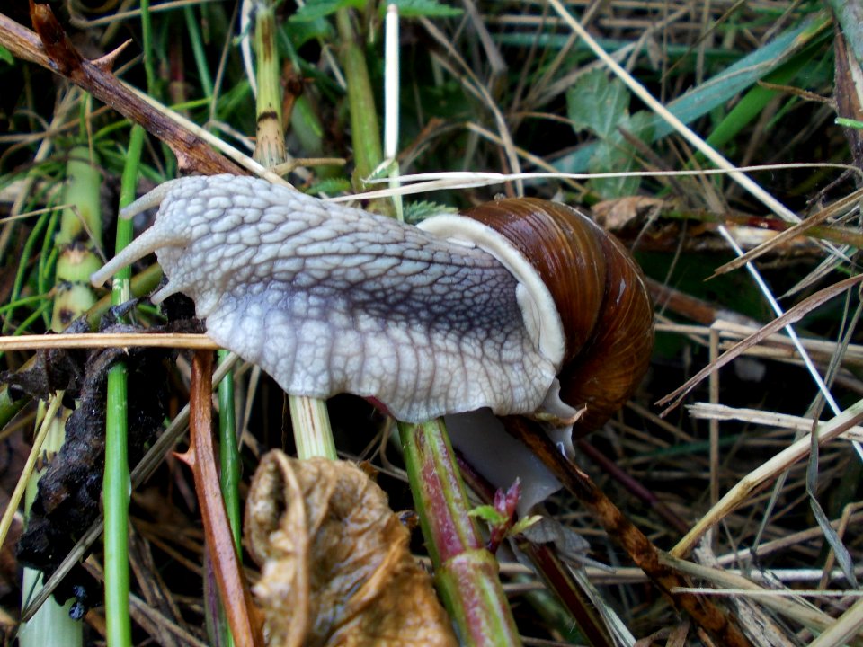 Piršenbreg Snail 13