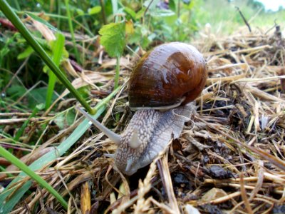 Piršenbreg Snail 10