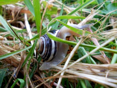 Piršenbreg Snail 07