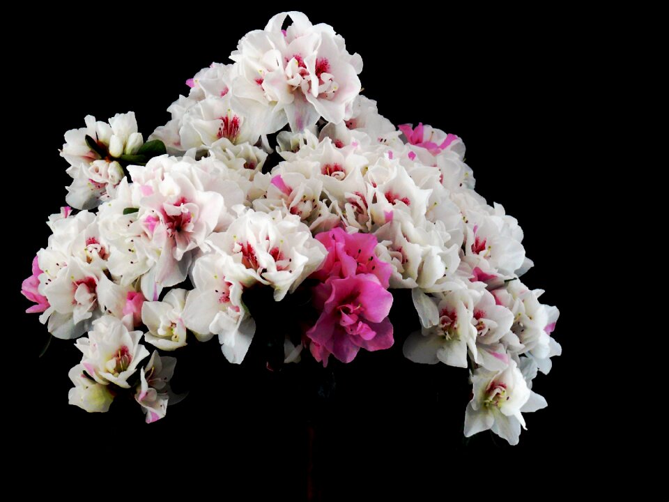 Nature full bloom pink