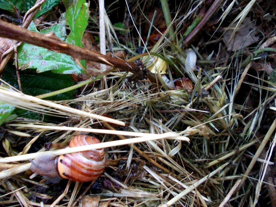 Piršenbreg Snail 15