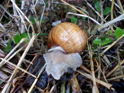 Piršenbreg Snail 12