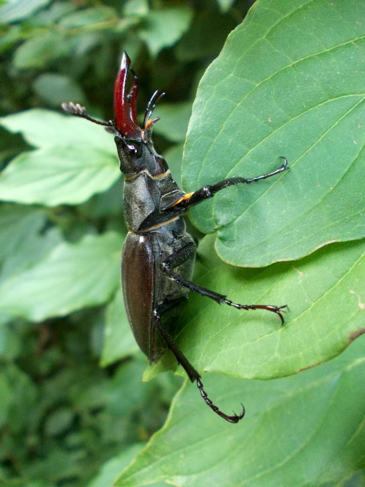 Piršenbreg Lucanus cervus 03
