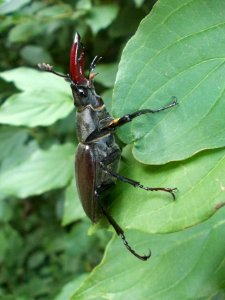 Piršenbreg Lucanus cervus 03