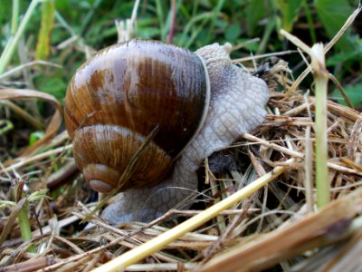 Piršenbreg Snail 05