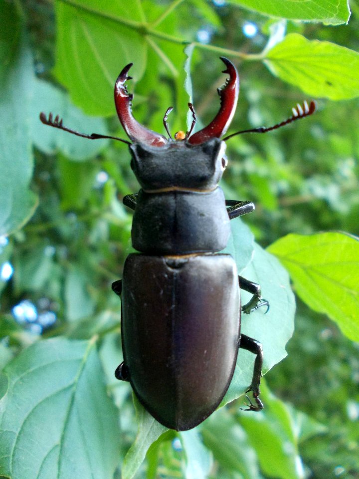 Piršenbreg Lucanus cervus 02