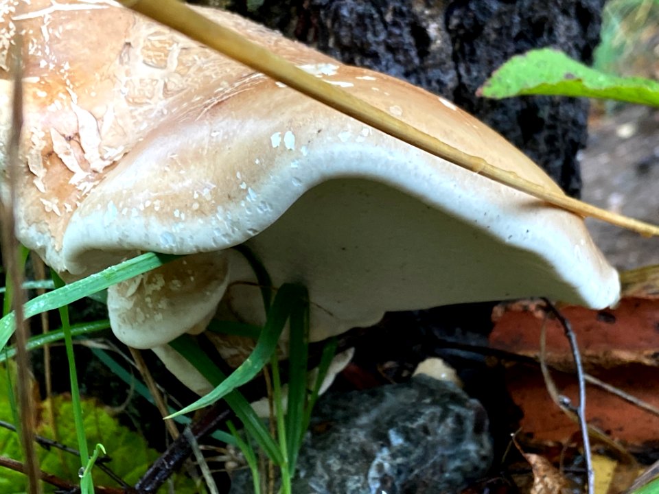 Piptoporus betulina 100674242