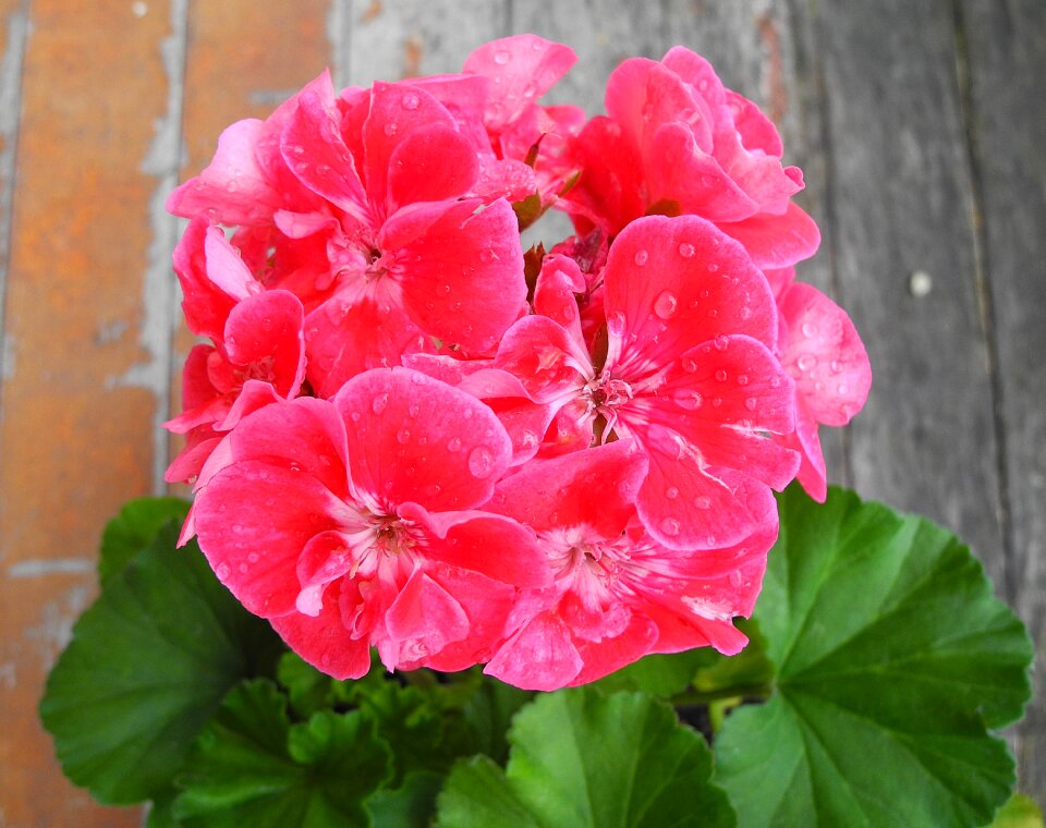 Pink potted flower raindrop