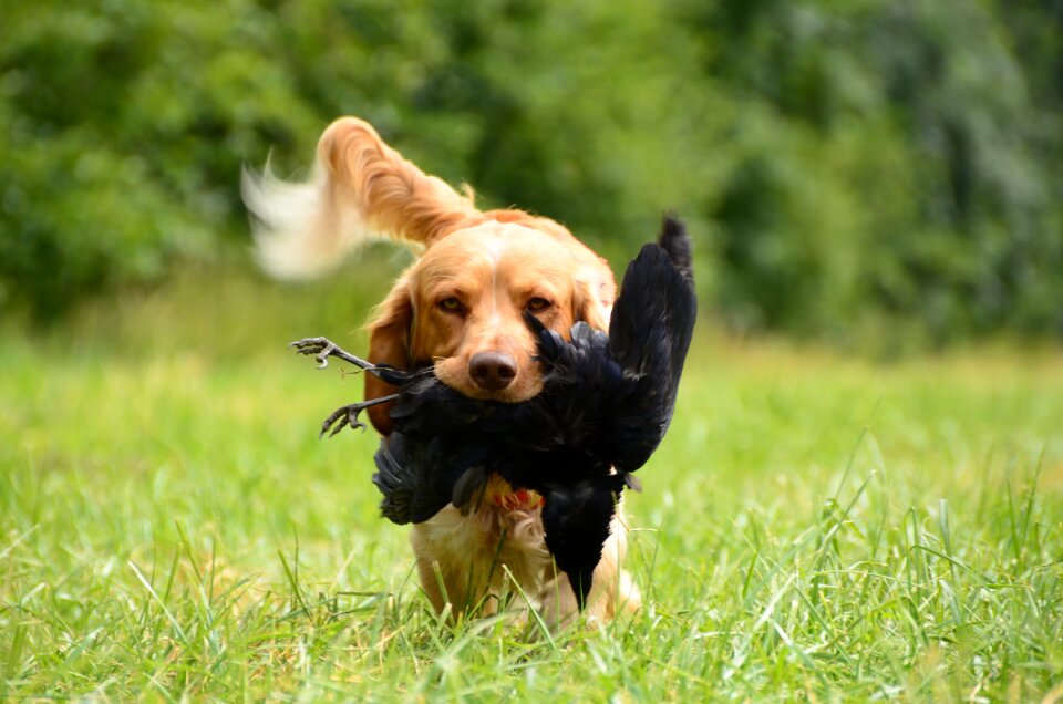 Dog training crow hunting