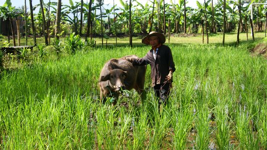 Agriculture farm landscape