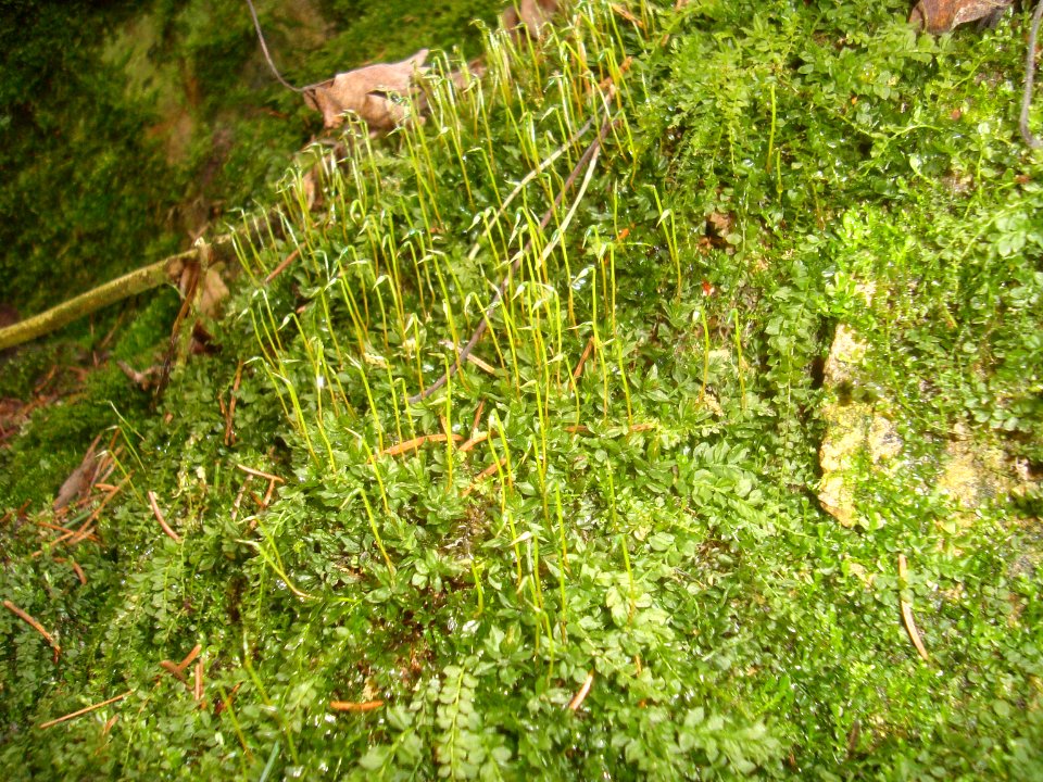 Plagiomnium cuspidatum Podkomorské lesy
