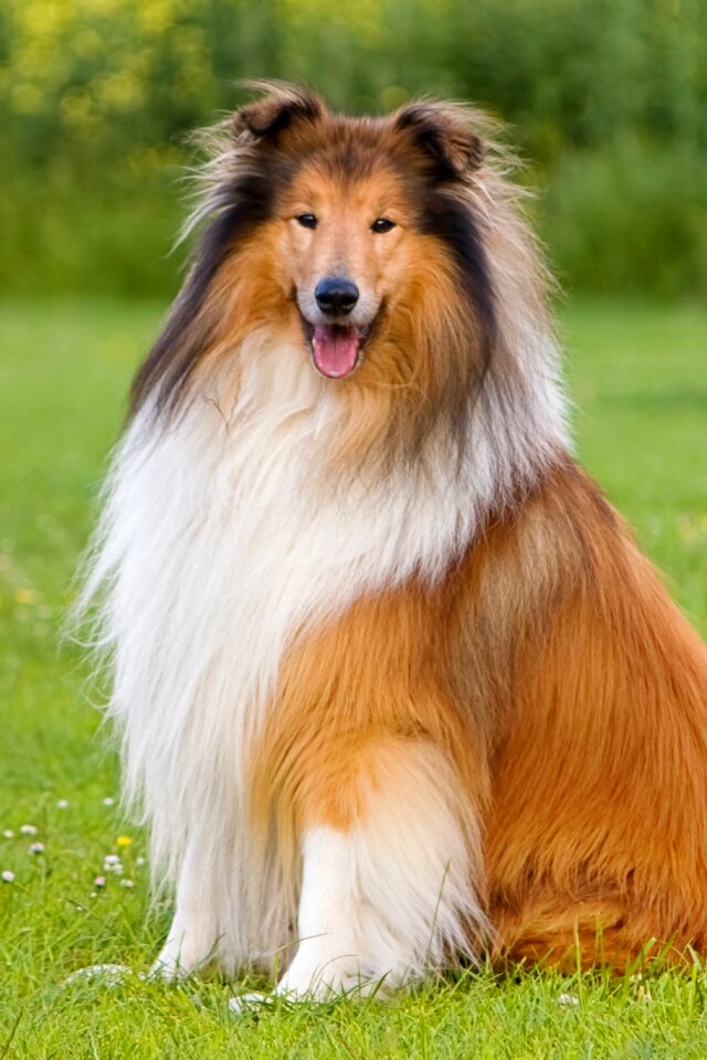 Pet long haired sitting