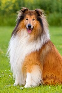 Pet long haired sitting