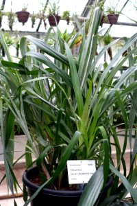 Pitcairnia yaupi-bajaensis - Botanischer Garten - Heidelberg, Germany - DSC01211