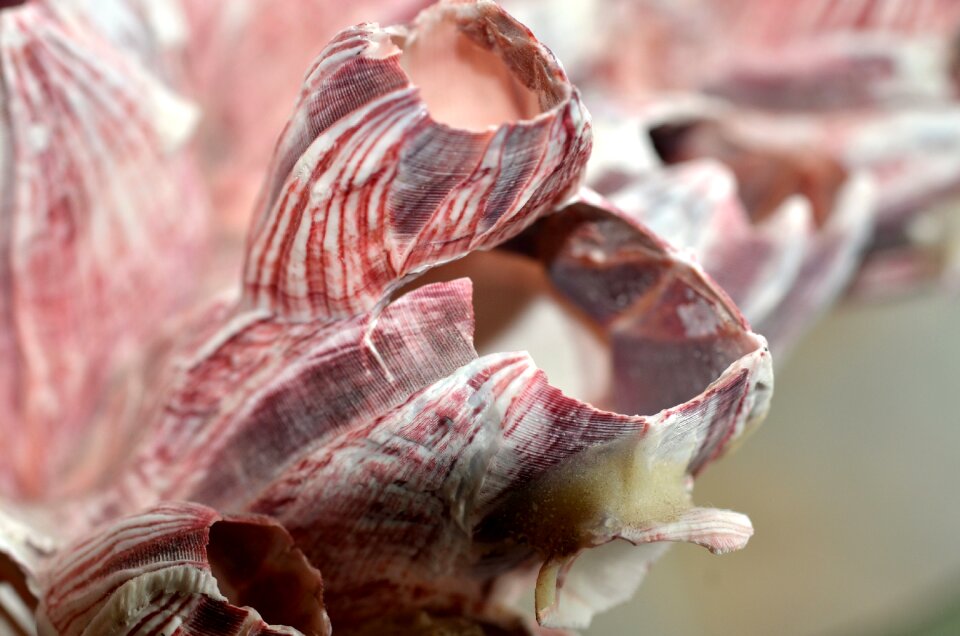 Sea ocean crustacean