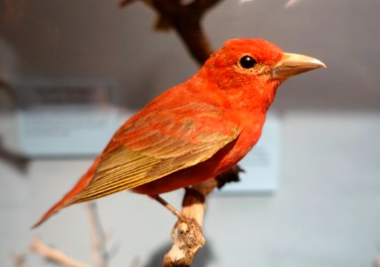 Piranga rubra - National Museum of Natural History, United States - DSC00398
