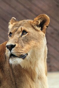 Animal lion predator photo