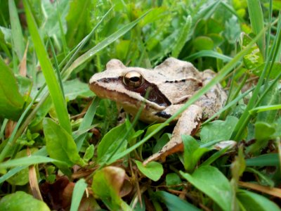 Piršenbreg Frog 2 02