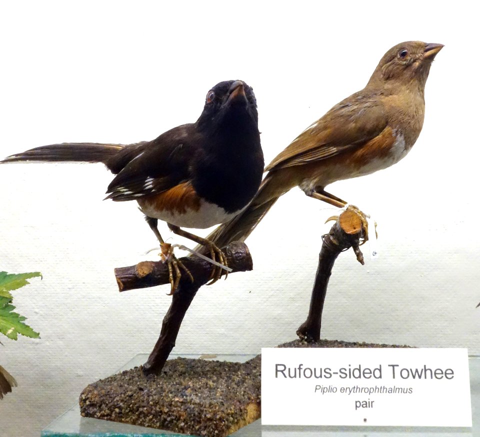 Pipilo erythrophthalmus - Fairbanks Museum and Planetarium - DSC04198