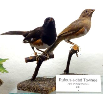 Pipilo erythrophthalmus - Fairbanks Museum and Planetarium - DSC04198