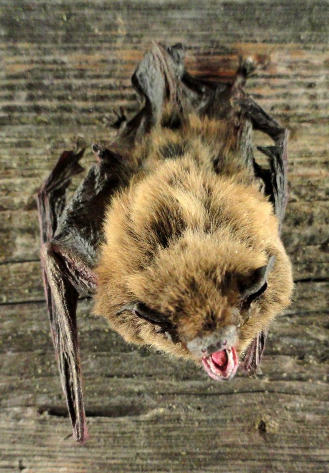 Pipistrellus nathusii - Finnish Museum of Natural History - DSC04575