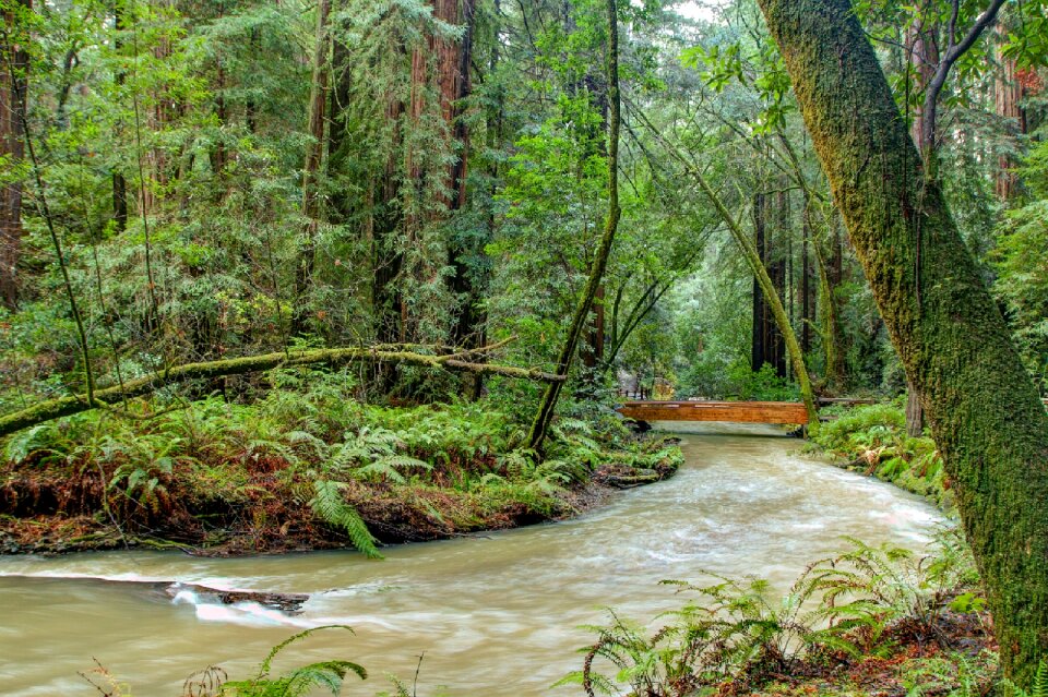 Landscape scenic redwood creek