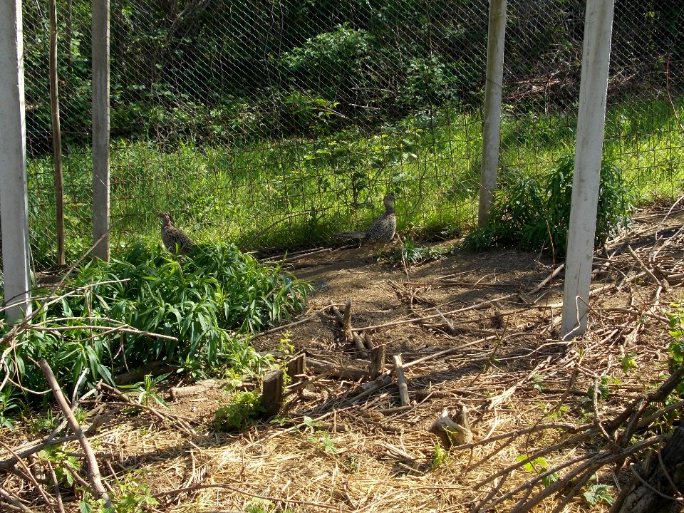 Piršenbreg Pheasant 01