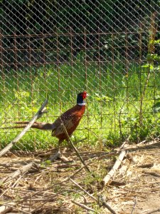 Piršenbreg Pheasant 03