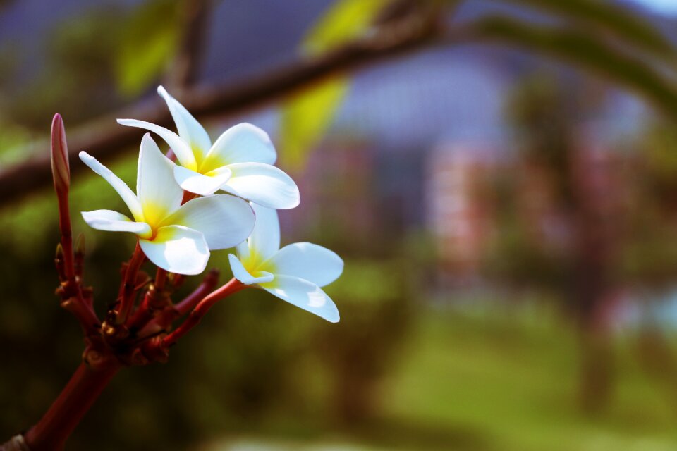 Plumeria fry yellow flower