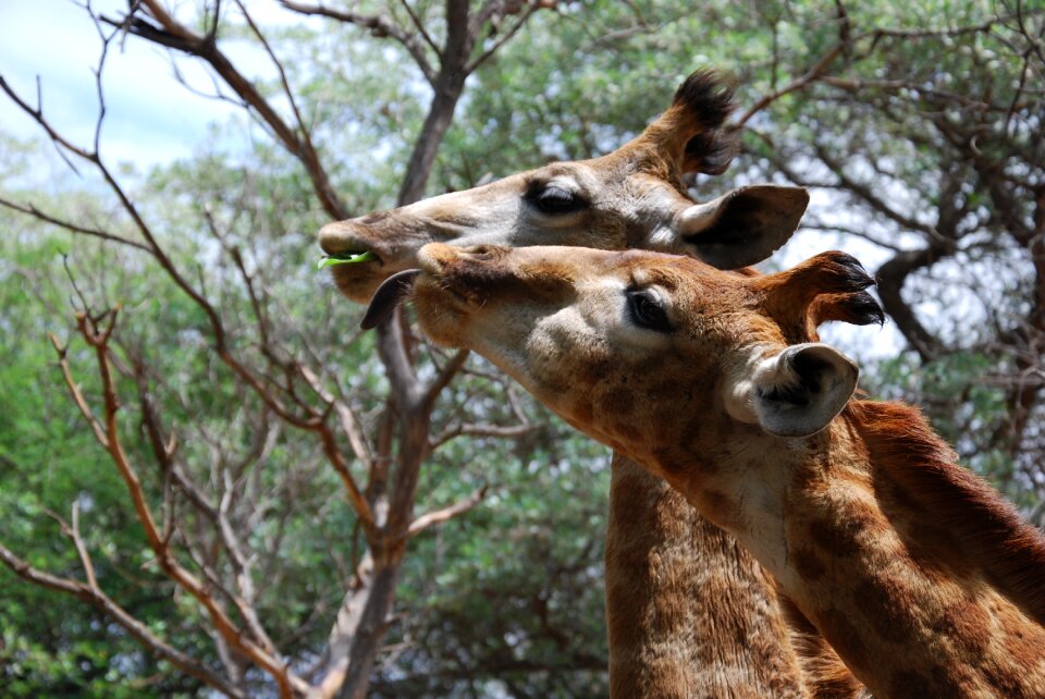 Tall south africa eating