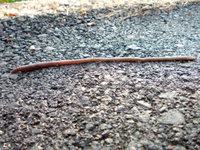 Piršenbreg Earthworm 02