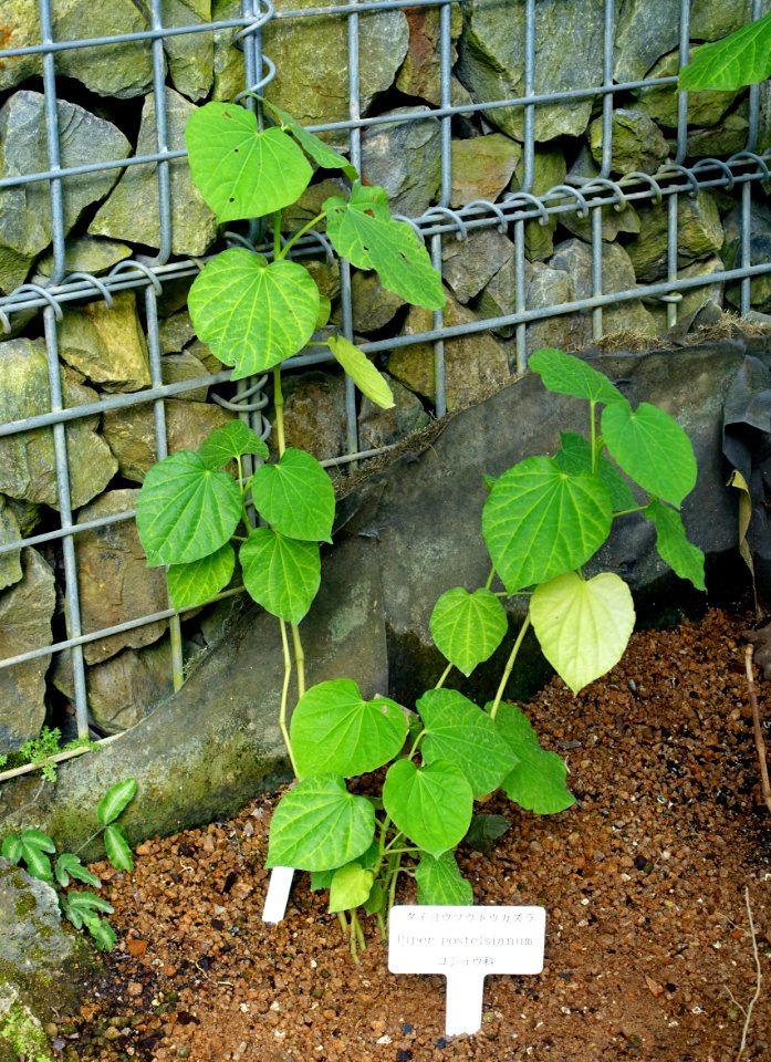Piper umbellatum (Piper postelsianum) - Shinjuku Gyo-en Greenhouse - Tokyo, Japan - DSC05916