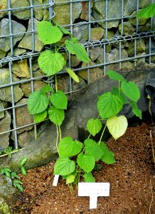 Piper umbellatum (Piper postelsianum) - Shinjuku Gyo-en Greenhouse - Tokyo, Japan - DSC05916