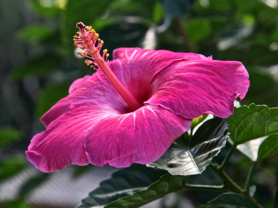 Blossom garden floral