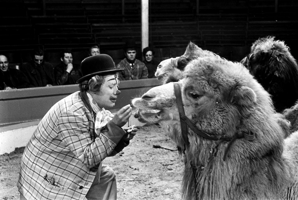 Pipo in het circus bij Toni Boltini, Pipo voert de kameel, Bestanddeelnr 921-1046
