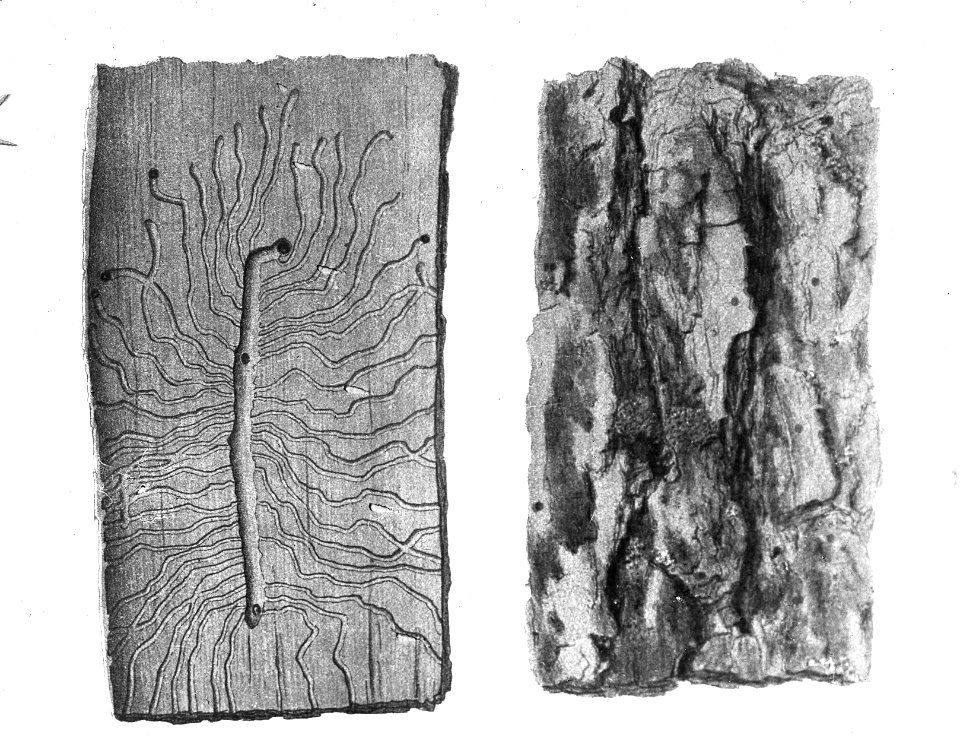 Plaat, Bestanddeelnr 193-0160
